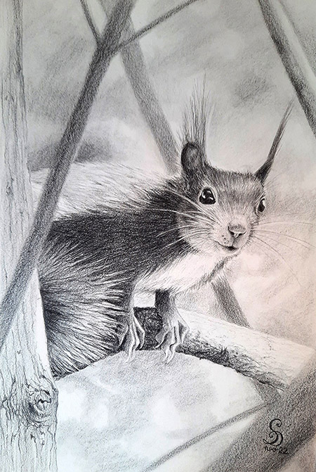 Squrrel drawing in graphite, A4, (2022)