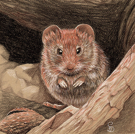 Bank vole drawing, pastels on toned paper, 24 cm x 24 cm, (2023)